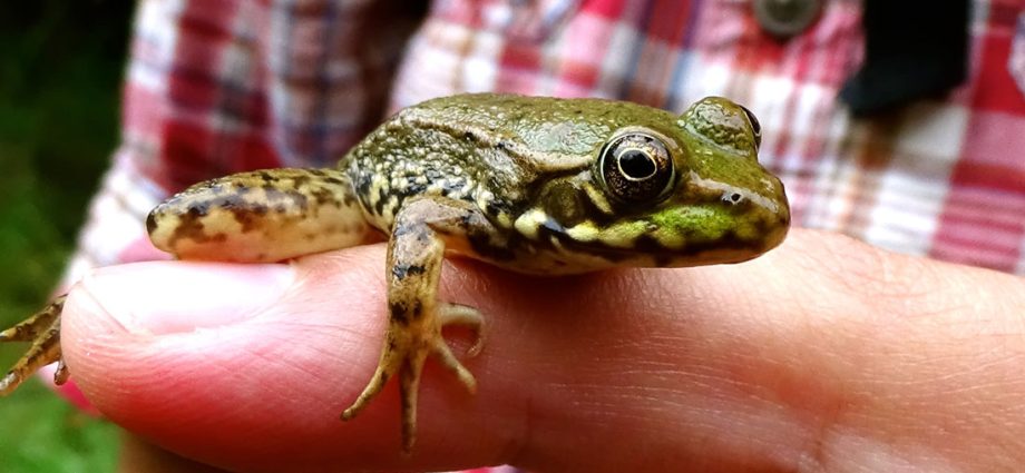 Zašto sanjaju žabe
