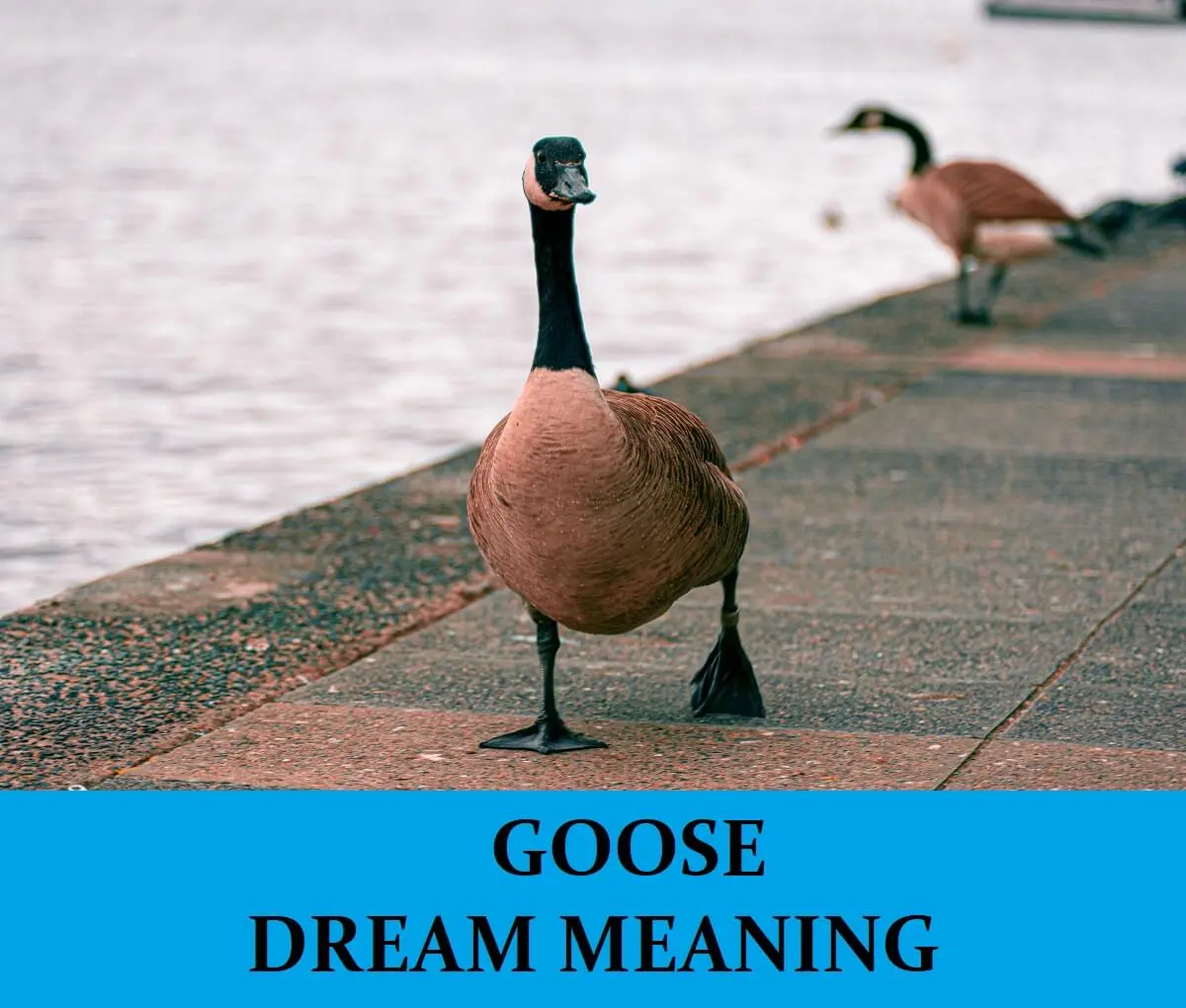 Why do geese dream