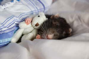 Kodėl žiurkės svajoja