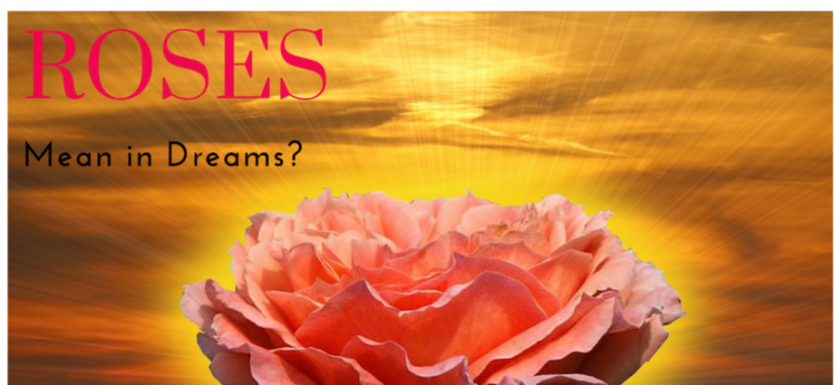 Why do roses dream
