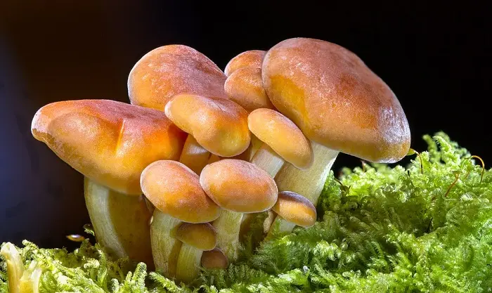 Why dream of picking mushrooms