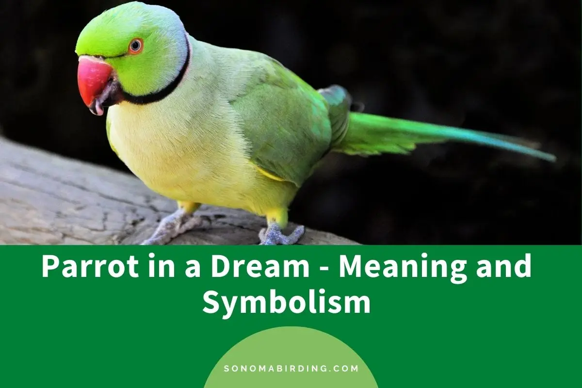 Why is the parrot dreaming