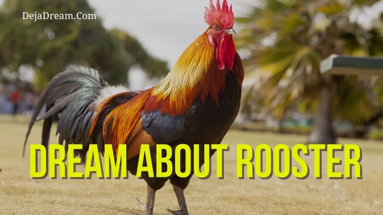 Why is the rooster dreaming