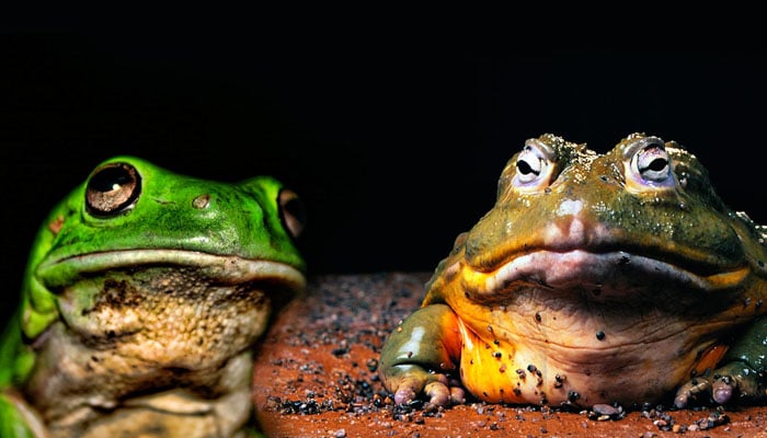 Zašto žaba krastača sanja