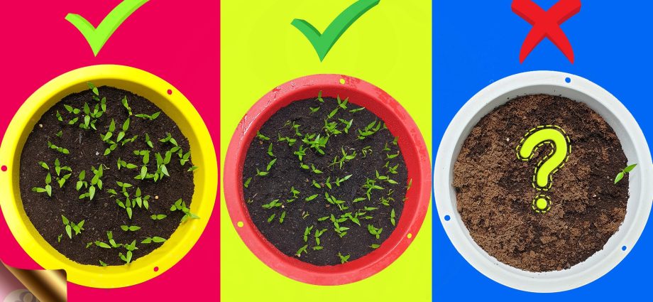 Why seeds do not germinate and how to make them germinate quickly