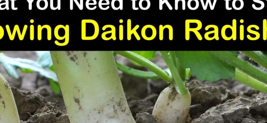 Winter radish: how to grow a traditional  vegetable