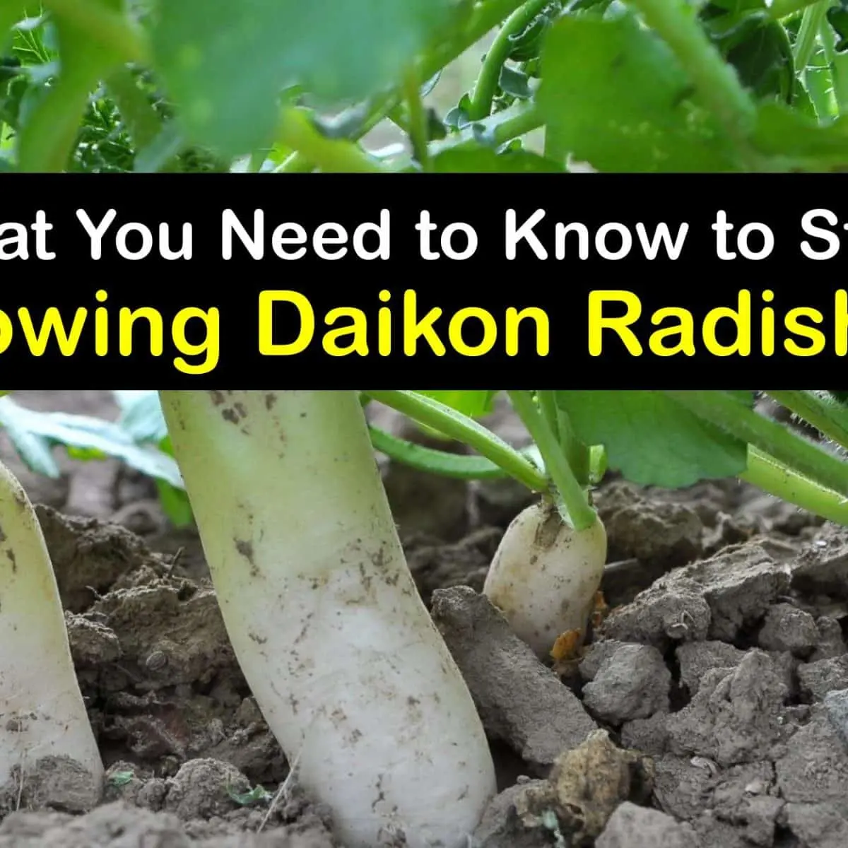 Winter radish: how to grow a traditional  vegetable