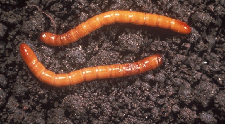 Wireworm