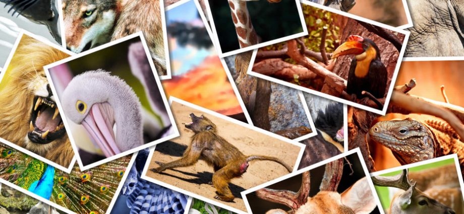 世界動物の日2022年：休日の歴史と伝統