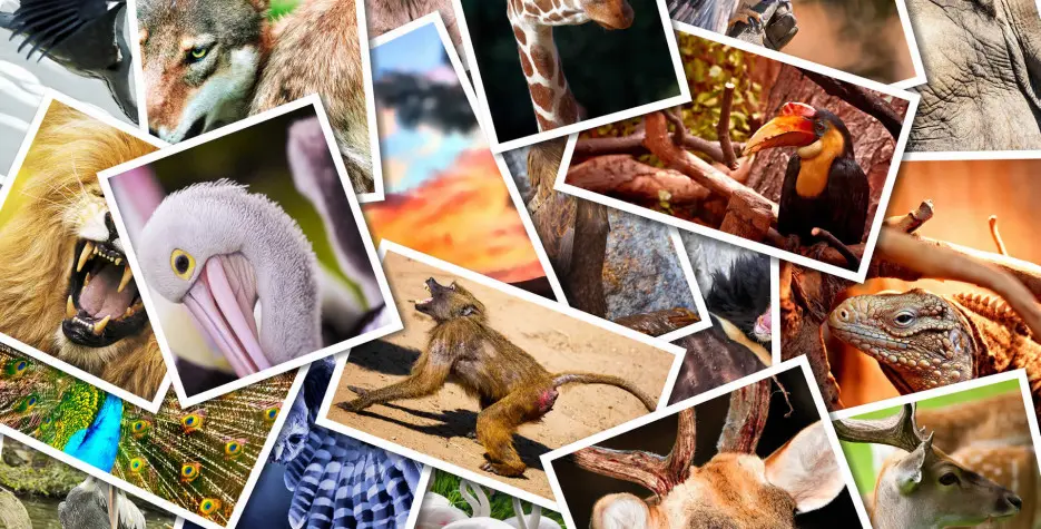World Animal Day 2022: history and traditions of the holiday