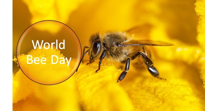 World Bee Day 2023: the history and traditions of the holiday