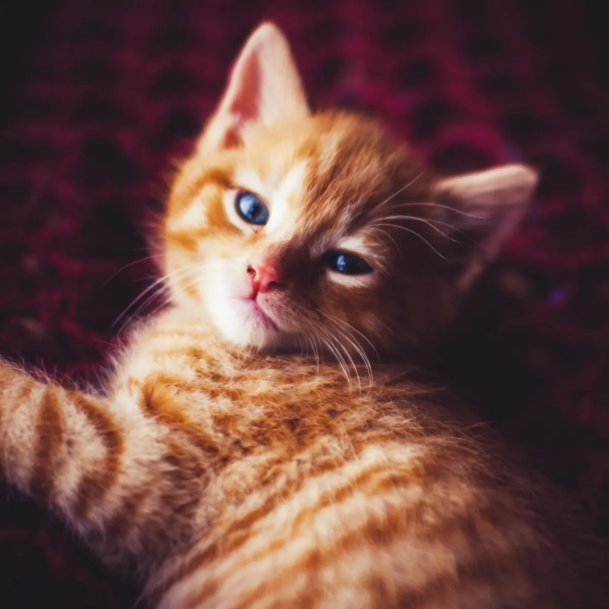 World Cat Day 2022: the history and traditions of the holiday