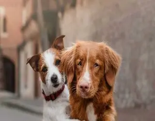 World Pet Day 2022: the history and traditions of the holiday