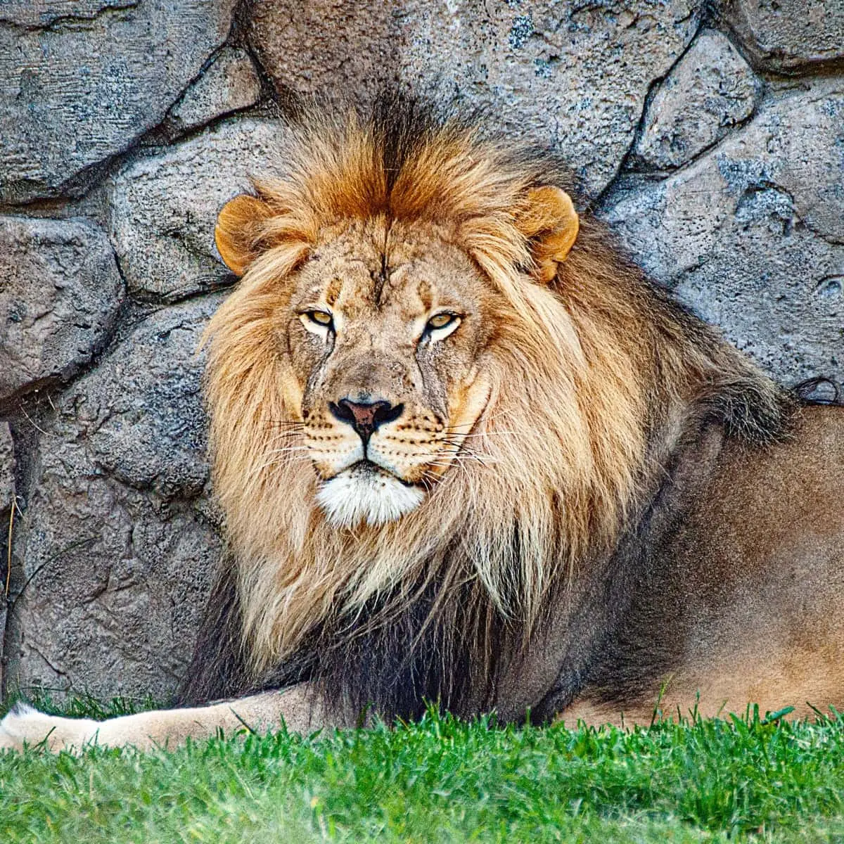 World Wildlife Day 2023: the history and traditions of the holiday