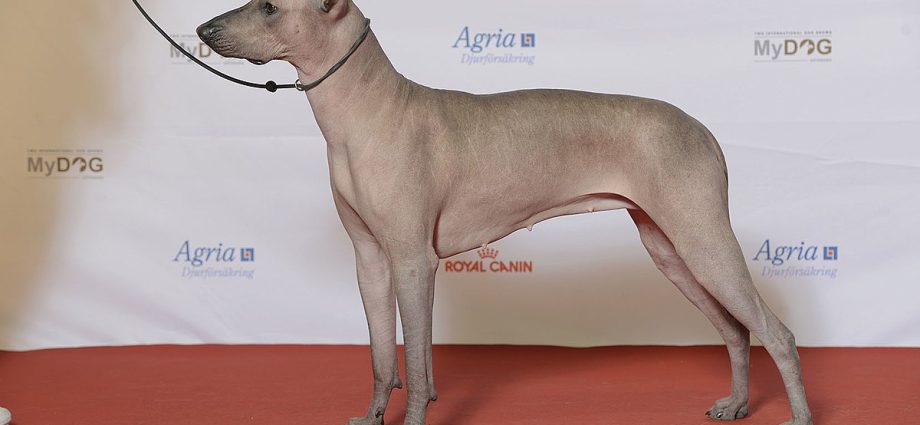 Xoloitzcuintle dog