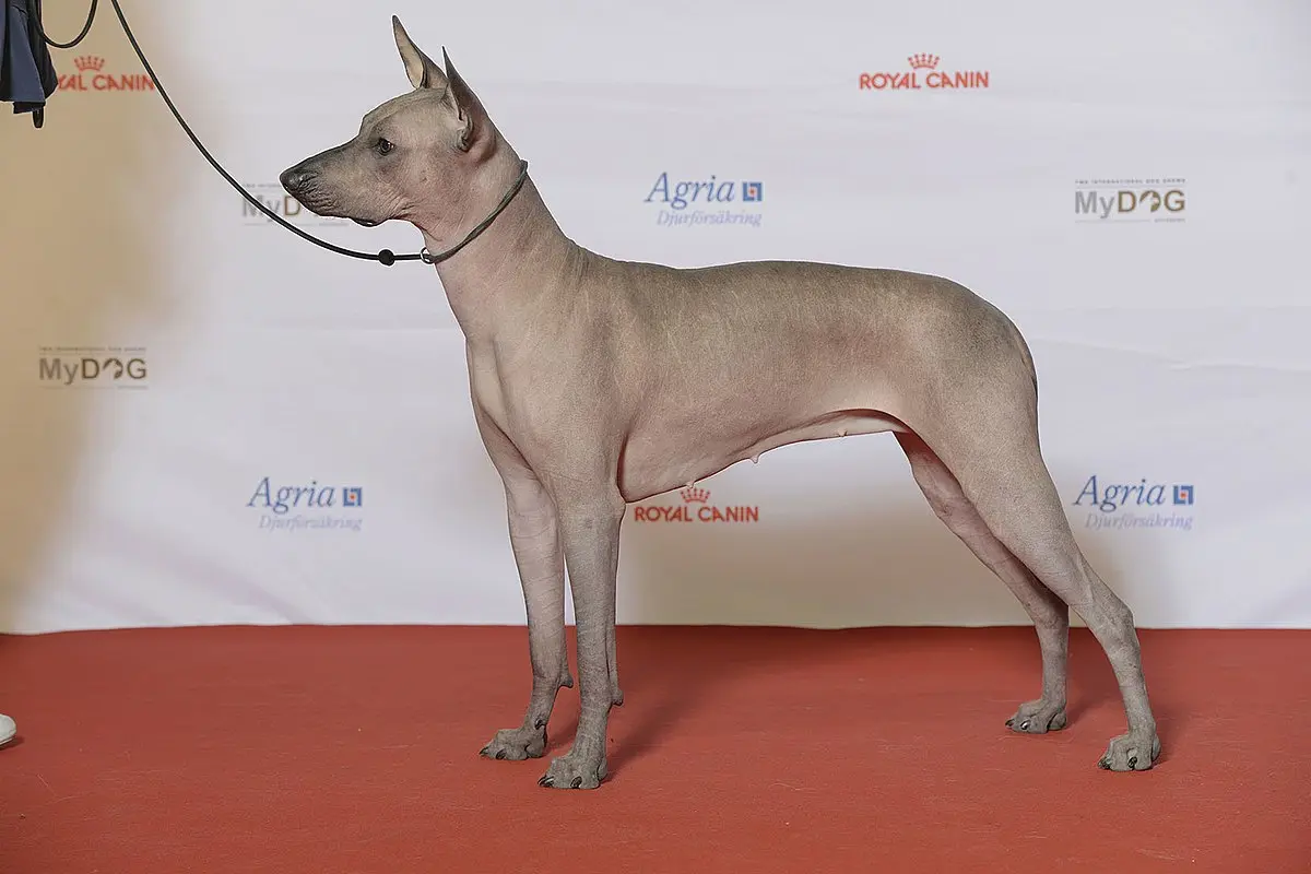 Xoloitzcuintle dog