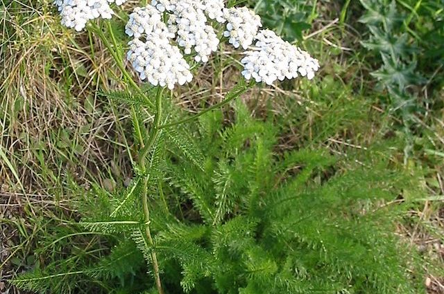 Yarrow