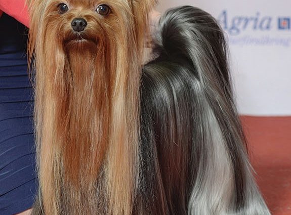 yorkshire terrier dog