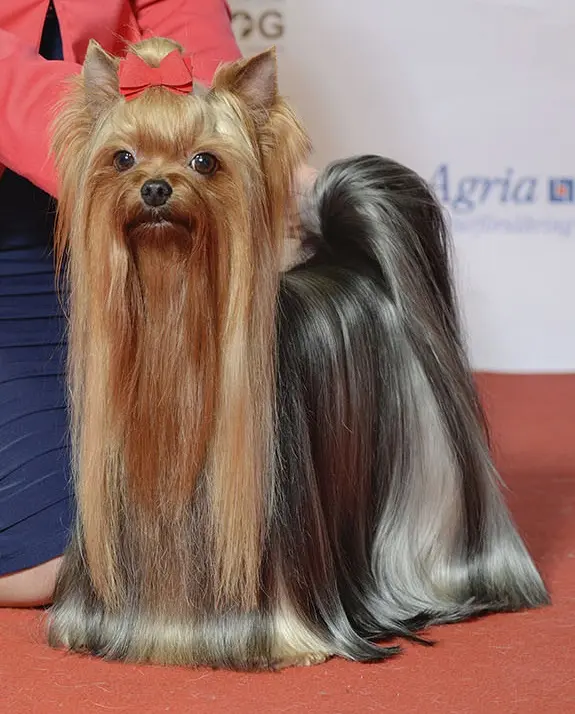 yorkshire terrier dog