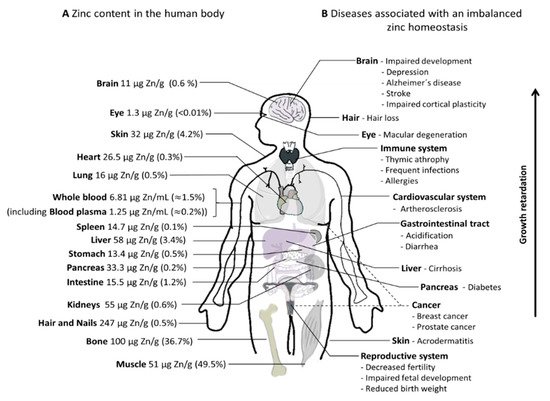 Zinc in the human body