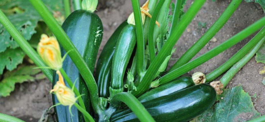 Zucchini: how to grow a good harvest