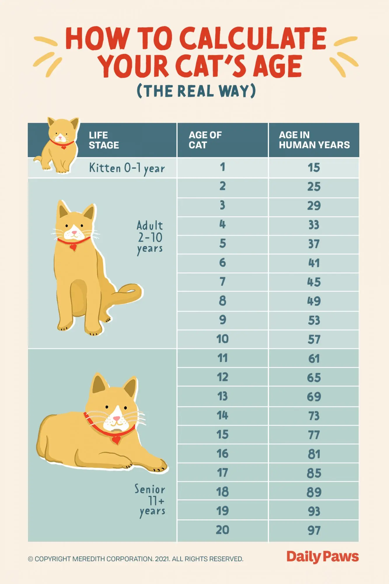 How Much Is 3 Years In Cat Years