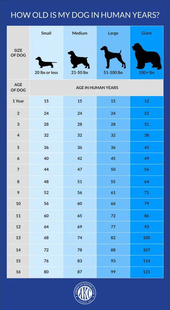 Dog age by human standards: table