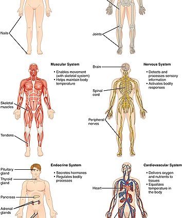 Organ systems of the human body