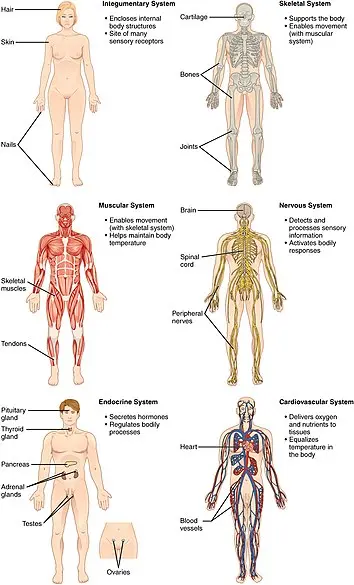 Organ systems of the human body