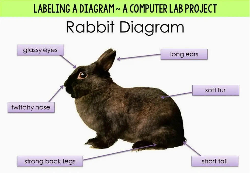 Pictures as labels on a diagram