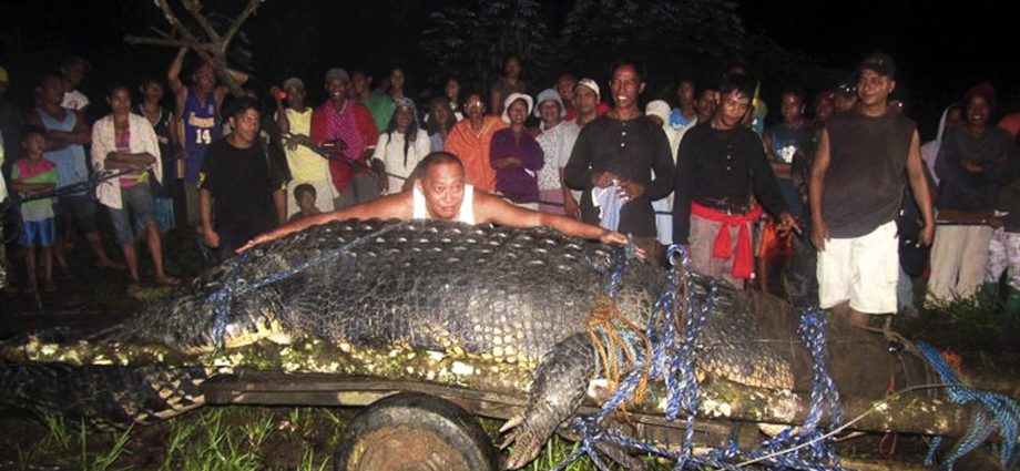 De gréisste Krokodillen an der Welt: Dësch
