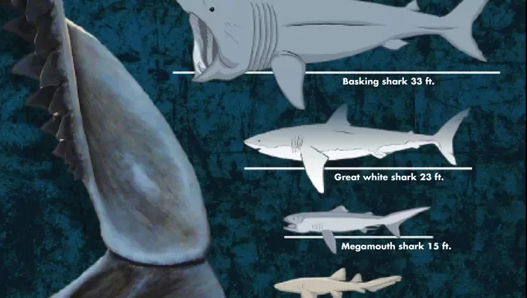 ყველაზე დიდი ზვიგენები მსოფლიოში: მაგიდა