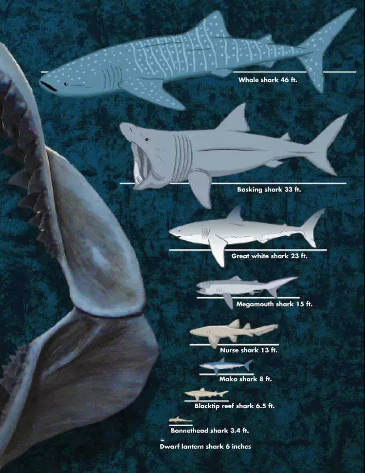 The largest sharks in the world: table