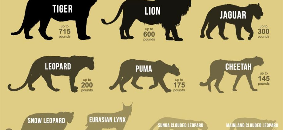 The largest wild cats in the world: table