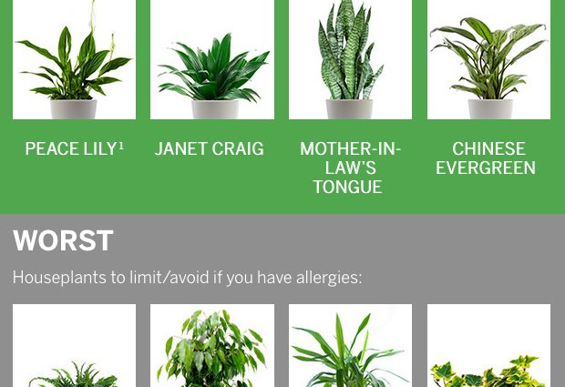 10 plants that make us allergic. When do they dust?