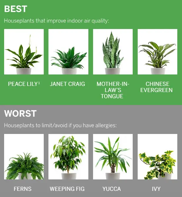 10 plants that make us allergic. When do they dust?