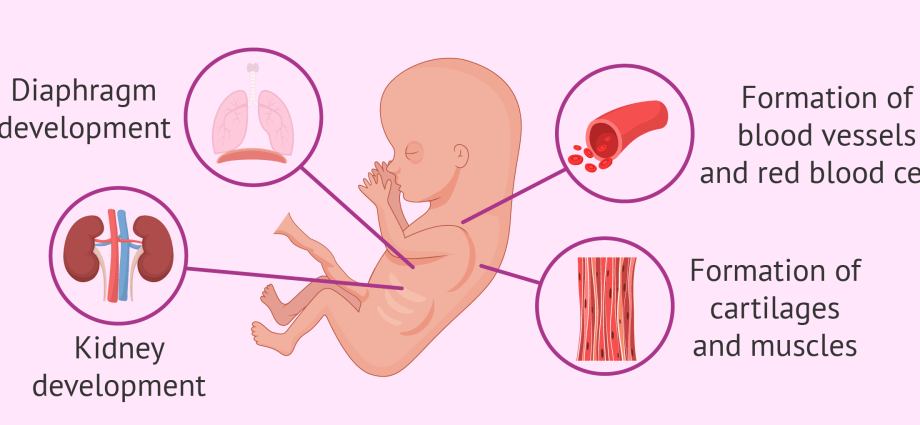 11th week of pregnancy &#8211; course, development of the fetus, tests