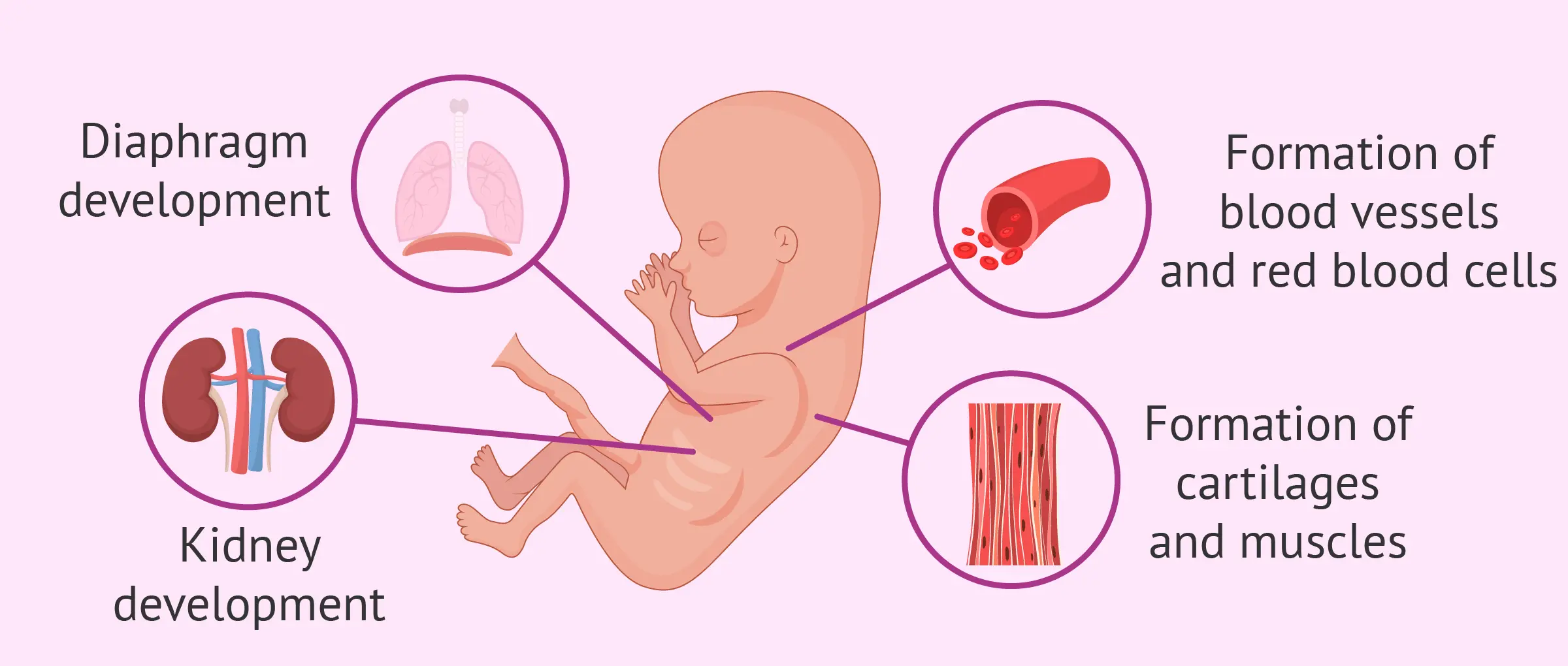 11th week of pregnancy &#8211; course, development of the fetus, tests