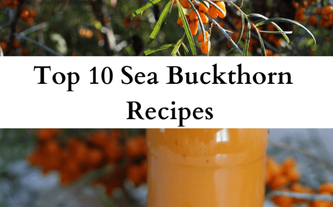 16 sea buckthorn compote recipes