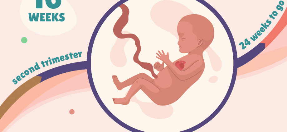 16th week of pregnancy &#8211; baby&#8217;s development, changes in the body, tests and indications