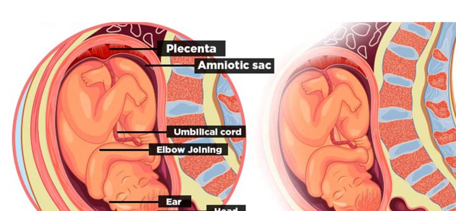 17th week of pregnancy &#8211; ailments, child development, tests