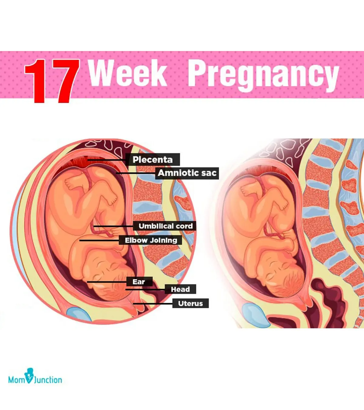 17th week of pregnancy &#8211; ailments, child development, tests