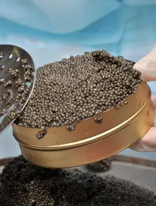 Black, red, white: the most complete guide to caviar