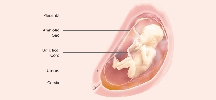 25th week of pregnancy &#8211; course, tests, child development