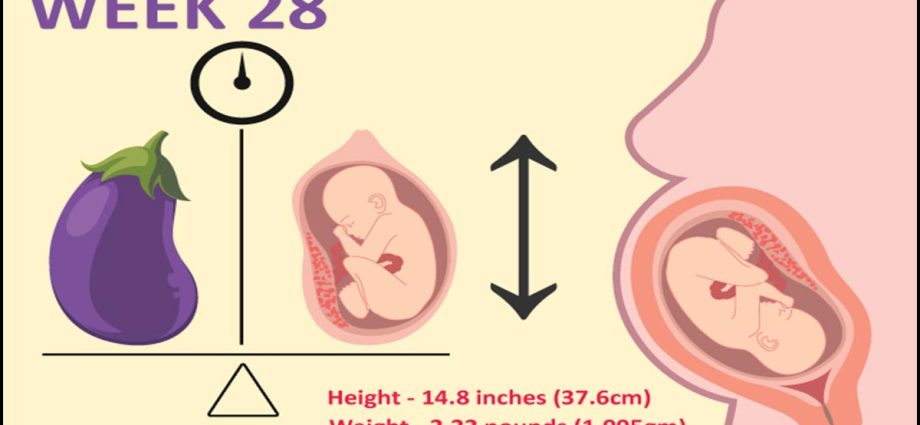 28th week of pregnancy &#8211; course, tests, diet, child development