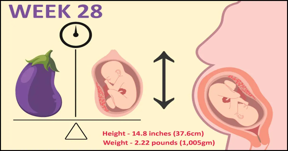 28th week of pregnancy &#8211; course, tests, diet, child development