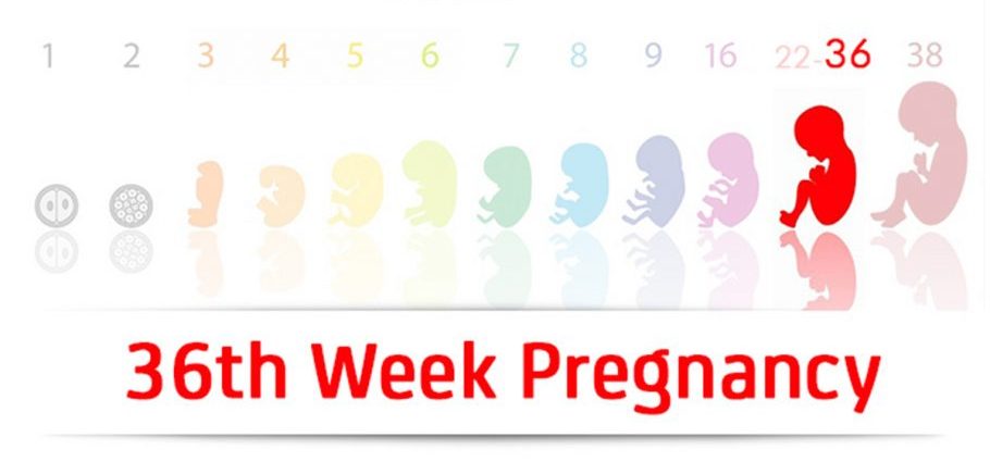 36th week of pregnancy &#8211; baby&#8217;s development, ailments, tests