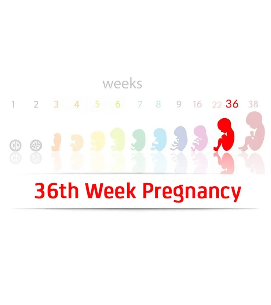 36th week of pregnancy &#8211; baby&#8217;s development, ailments, tests