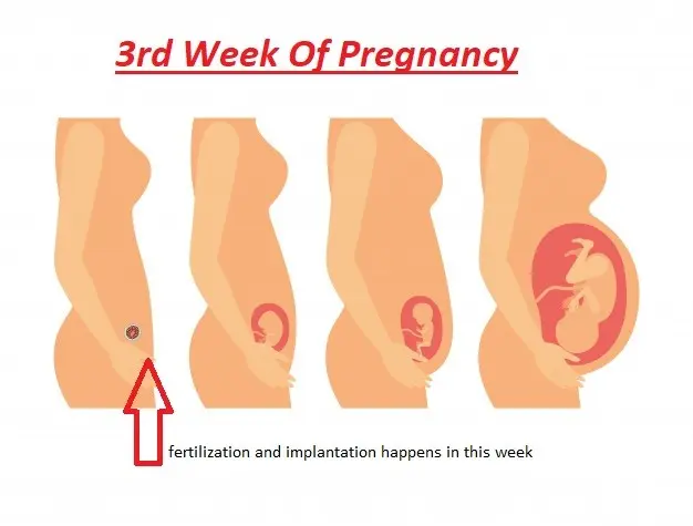 3rd week of pregnancy