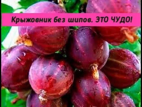 47 best gooseberry varieties for Siberia, Moscow region, central Our Country